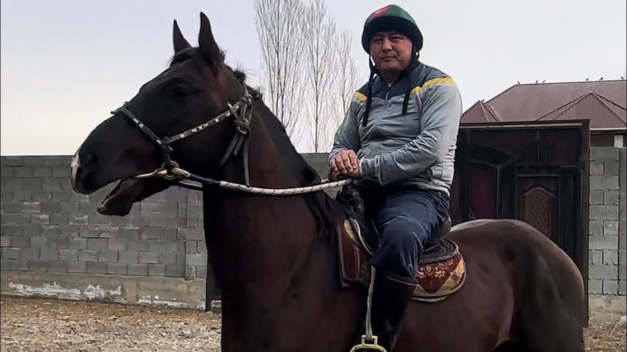 Кыргыз жылкы +996-771-01-02-15  5 февраля 2026 г.