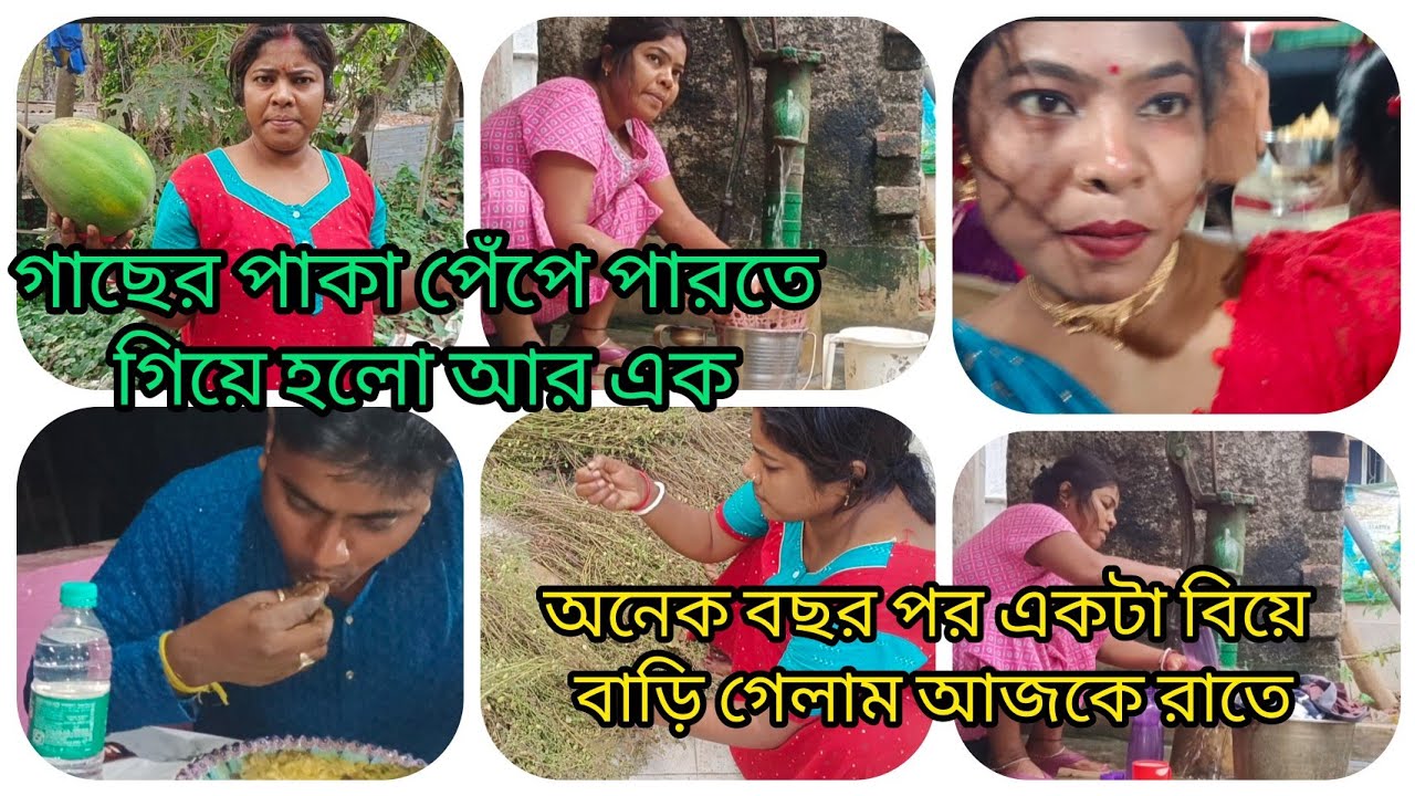 গাছের পাকা পেঁপে খাবো বলে পেঁপে পাড়া হল খাওয়া আর হলো না অনেক বছর পর আজকে বিয়ে বাড়ি গেলাম