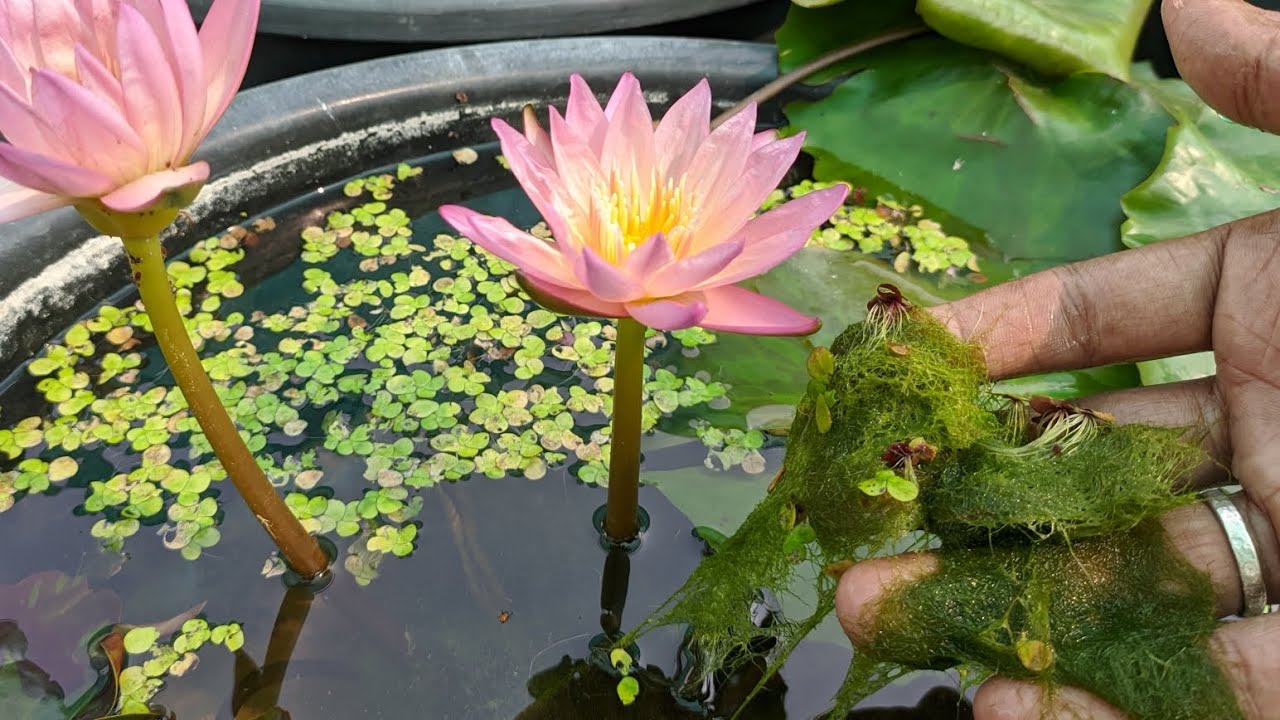 How to control Algae in Waterlily tub ll Waterlily tub Algae control