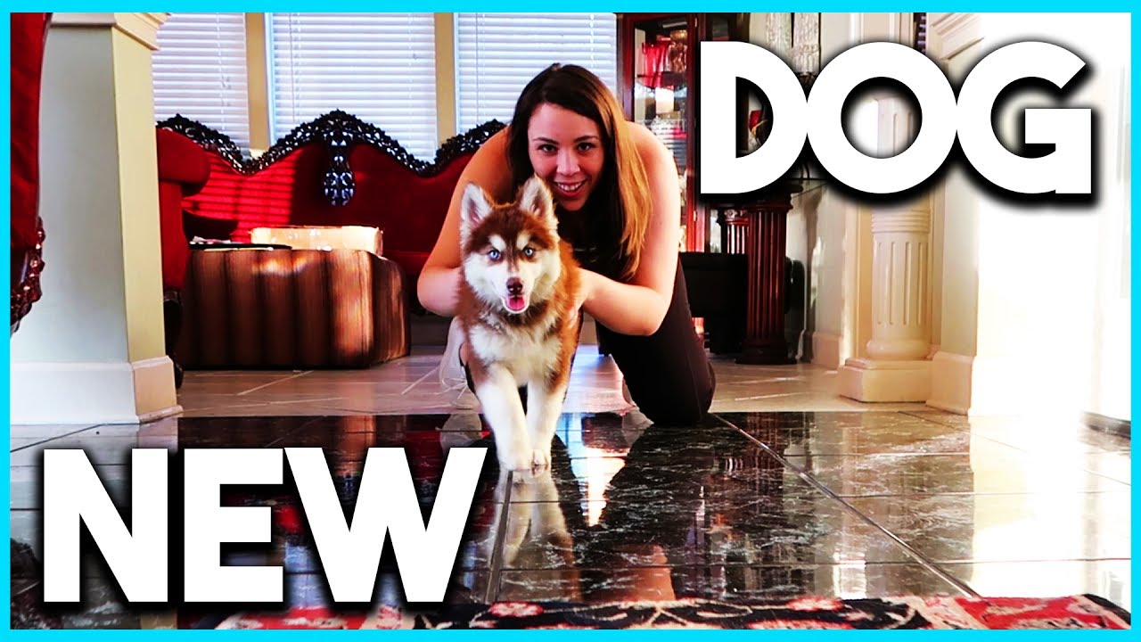 OUR NEW SIBERIAN HUSKY PUPPY (Week 1)