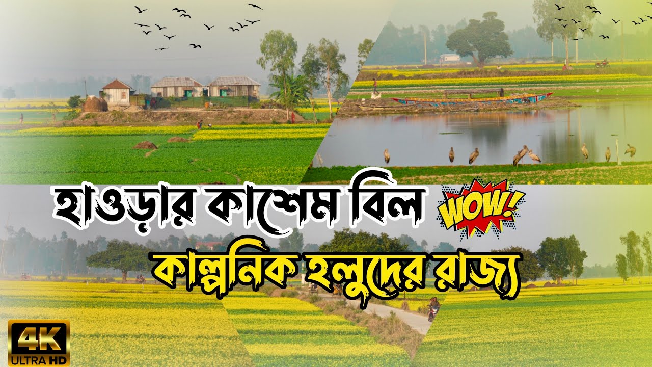 সিরাজগঞ্জের কাশেম বিল এ যেন হলুদের রাজ্য ।কাশেম বিলের ইতিহাস ও প্রাকৃতিক সৌন্দর্য ।Mustard Flower ।