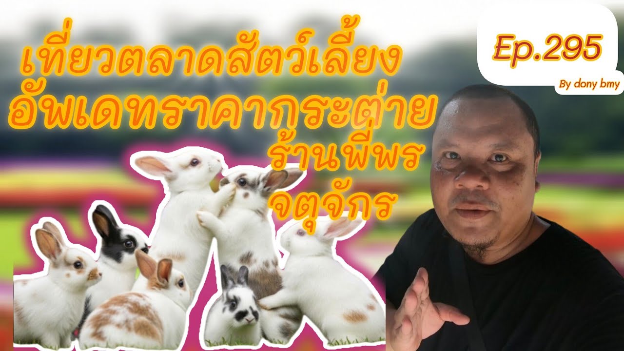 เที่ยวตลาดสัตว์เลี้ยง Ep.295🐇🐰🐇|อัพเดทราคาชกระต่ายร้านพี่พร| #ตลาดจตุจักร  #Chatuchakmarket #กระต่าย