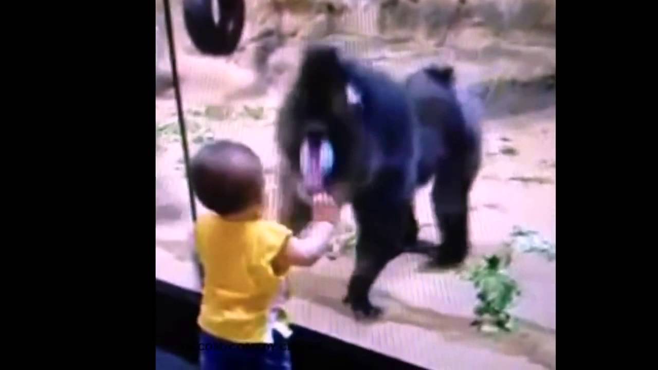 ass on the glass monkey vine