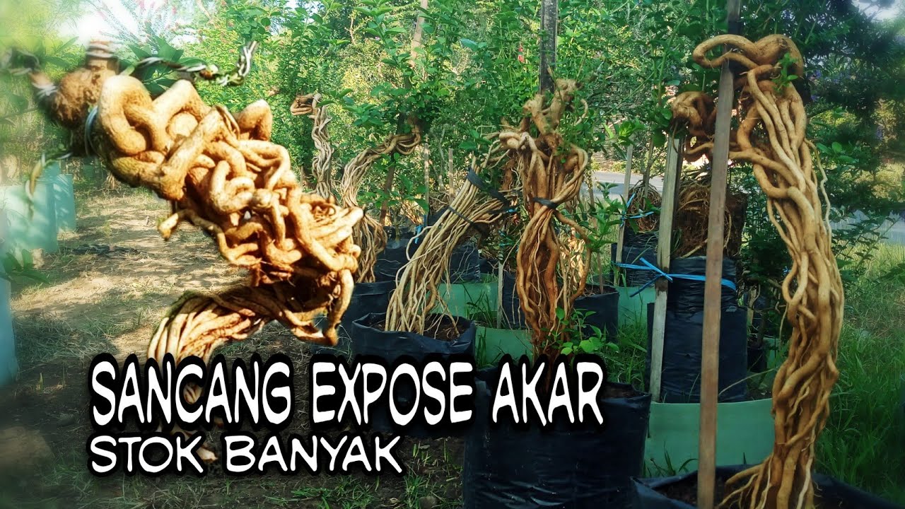 BAHAN BONSAI SANCANG EXPOSE AKAR DENGAN BERBAGAI GAYA‼LAPAK BONSAI MAS EKO