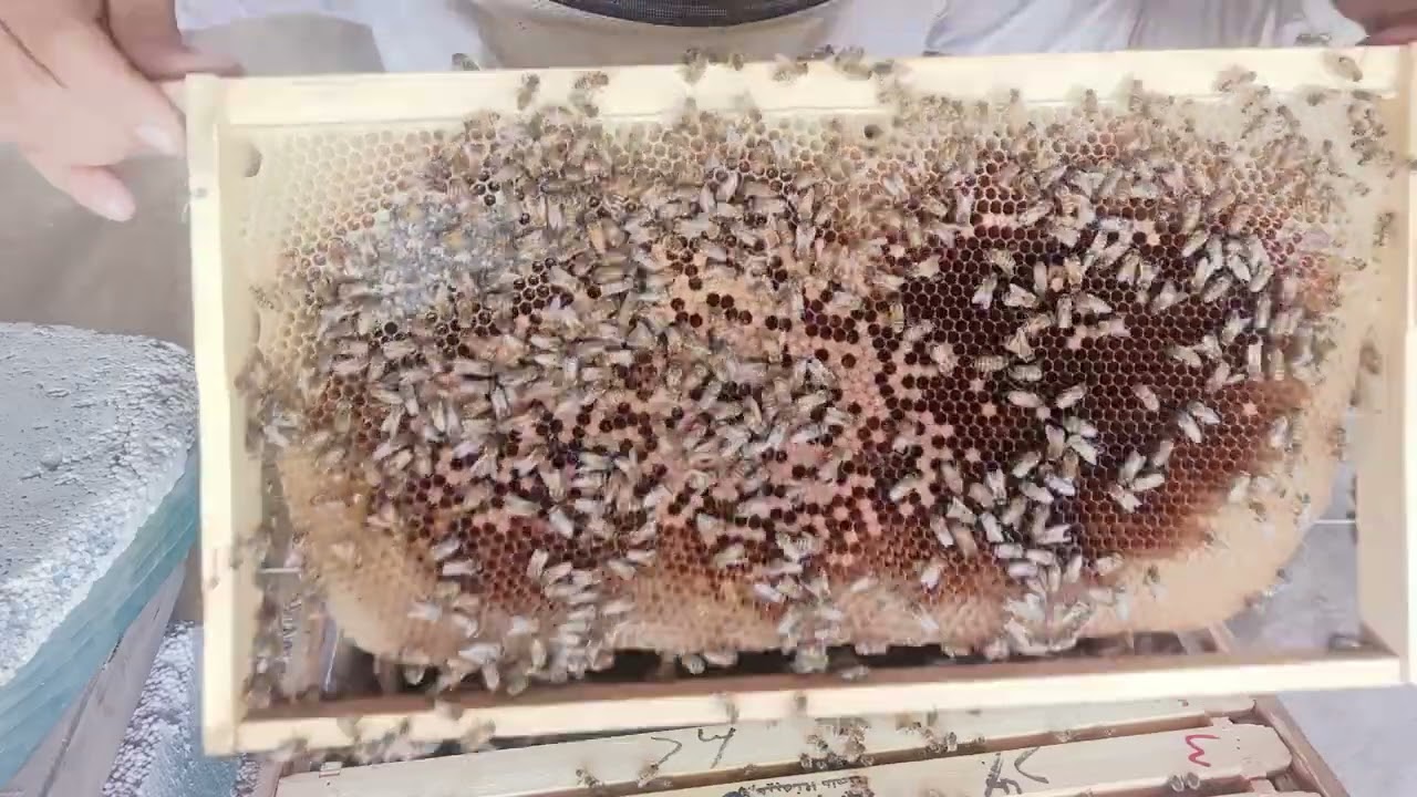 خلية التقرير ٢٨ ربيع الأول ١٤٤٧ نجم الزبره طالع سهيل