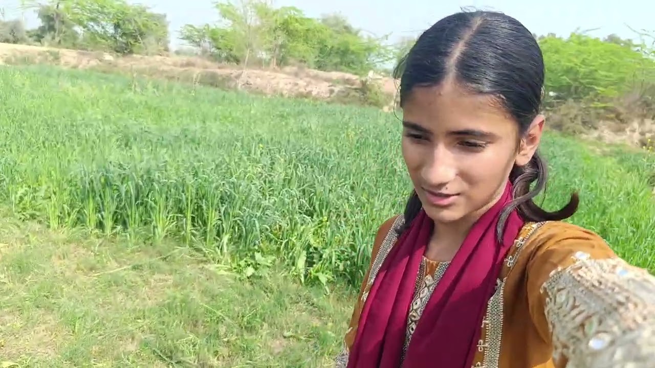 AAJ BHAINS KI SAWARI KI |   KHAITON ME BHAINSON KO CHRAYA