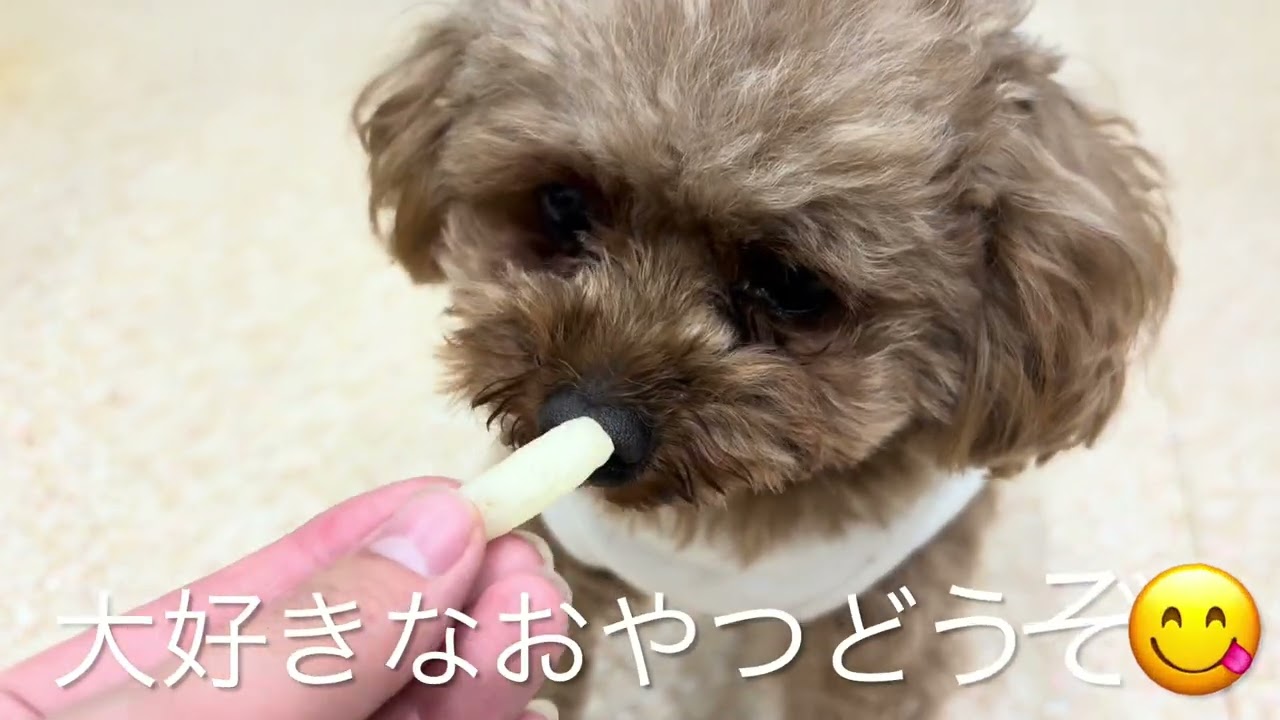 王子くん、諭吉くん、モコくん⭐️