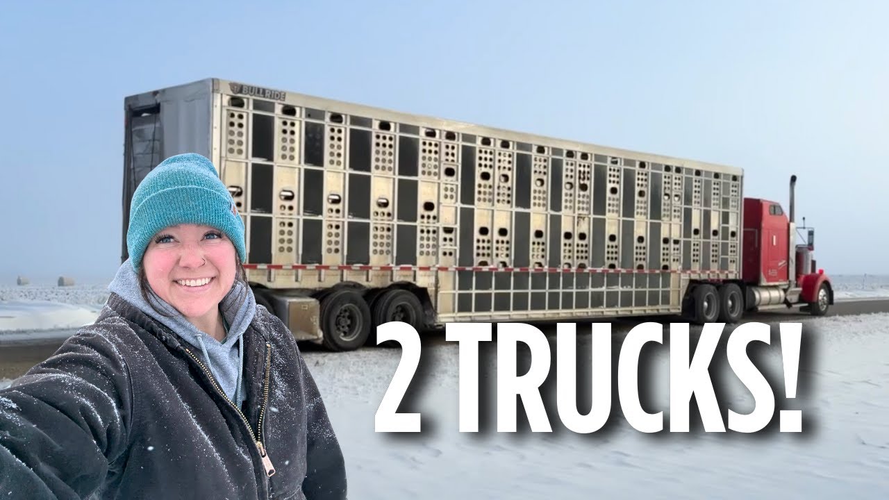 BIG PAY DAY on the family farm! Shipping 2 Loads of Cattle Today!