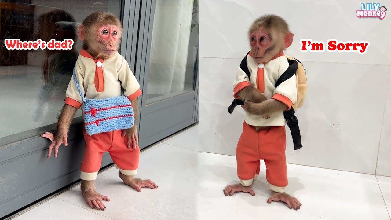 Dad's misunderstanding makes monkey Lily leave the house! | FULL EPISODE