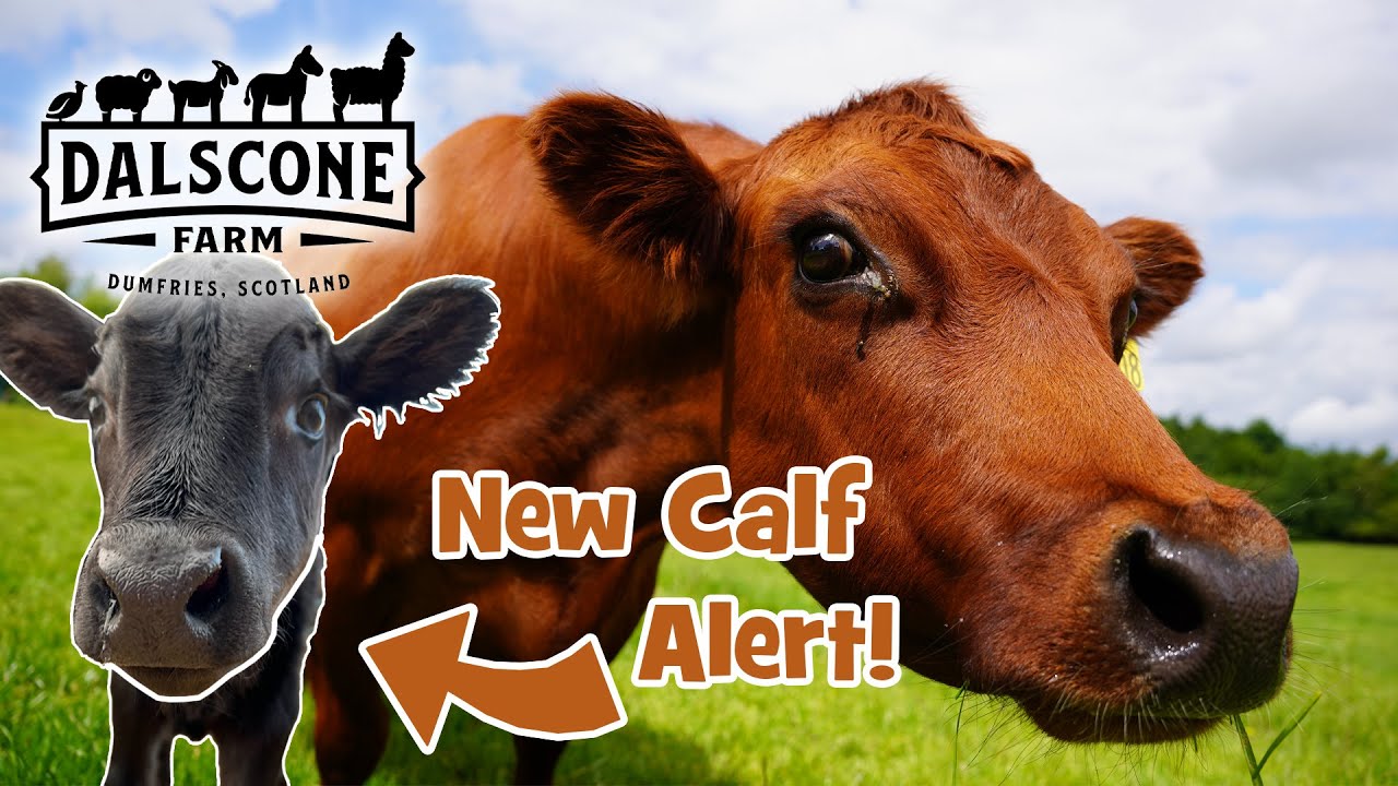 A truly beautiful thing! Autumn our red dexter cow gave birth to little ross.