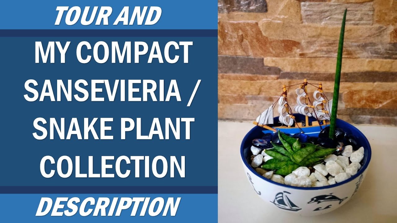 My Compact Sansevieria/ Small Snake Plant Collections