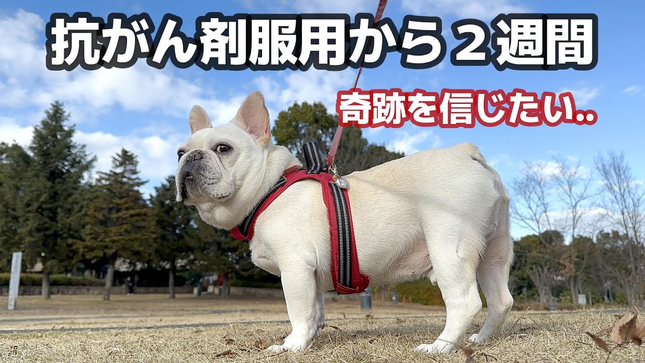 前足切断と言われて２週間後の病院でした。奇跡を信じたい#肥満細胞腫【フレンチブルドッグ frenchbulldog】