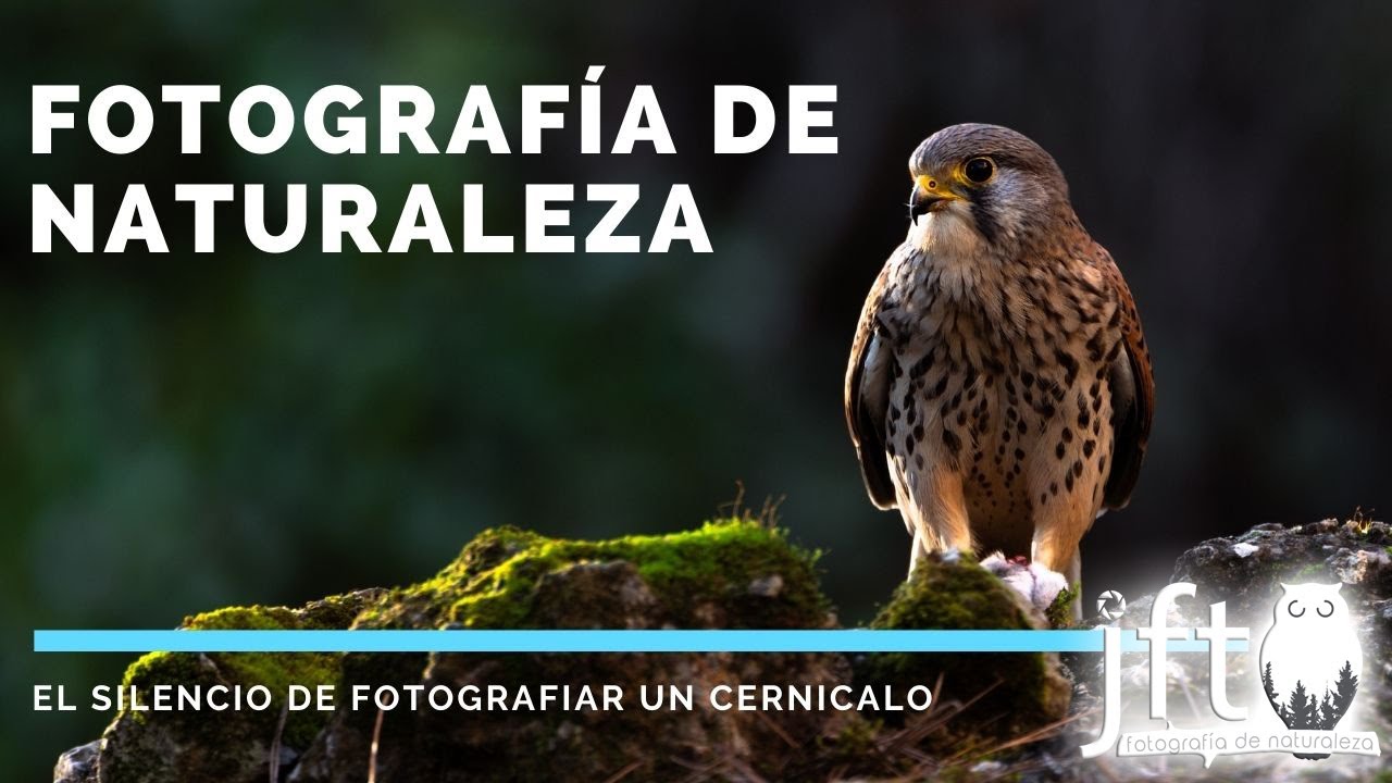 📸 Fotografiando un cernícalo 🌍