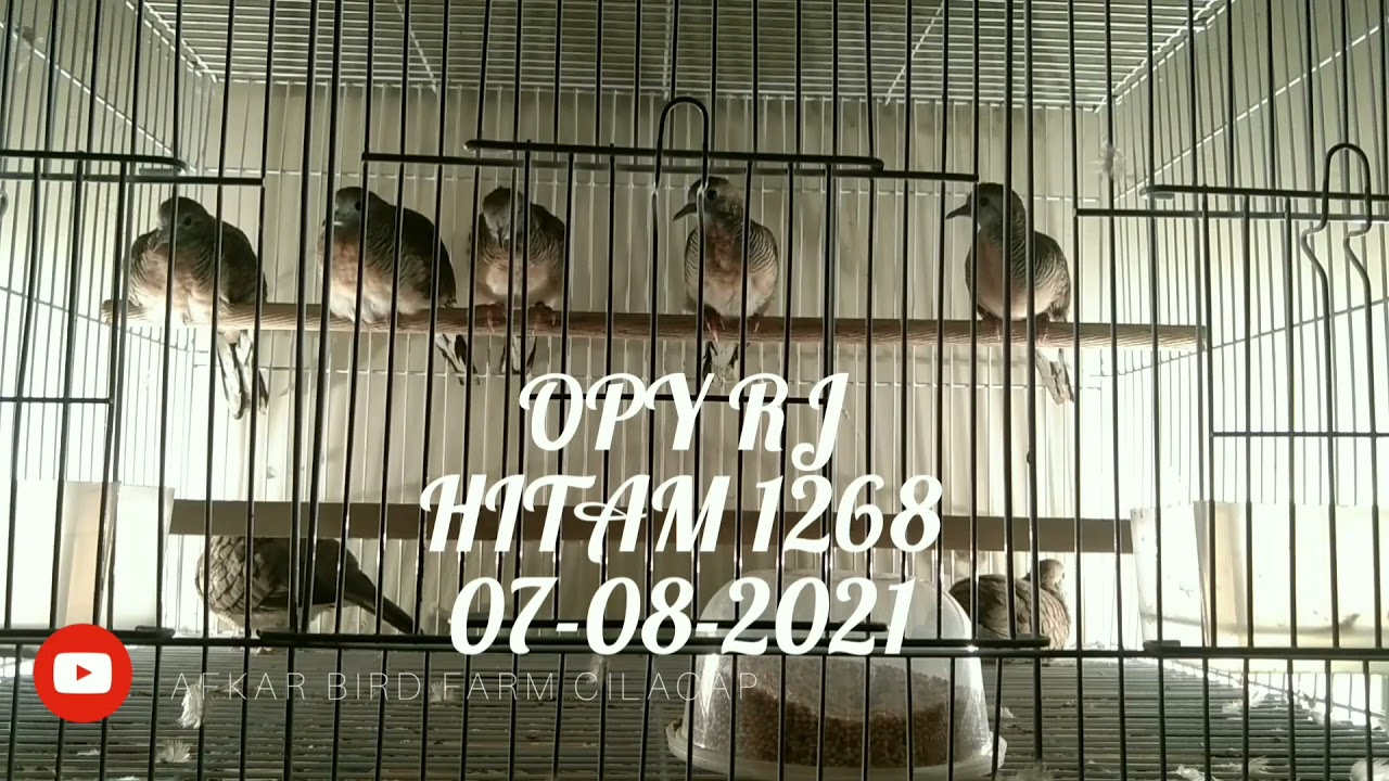 Perkutut bangkok piyikan dari berbagai peternak