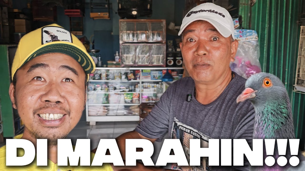 CUMA DISINI‼️ BANG LAPE KAGET TERUS DI KIOS MERPATI SEDULUR BANG BLACK