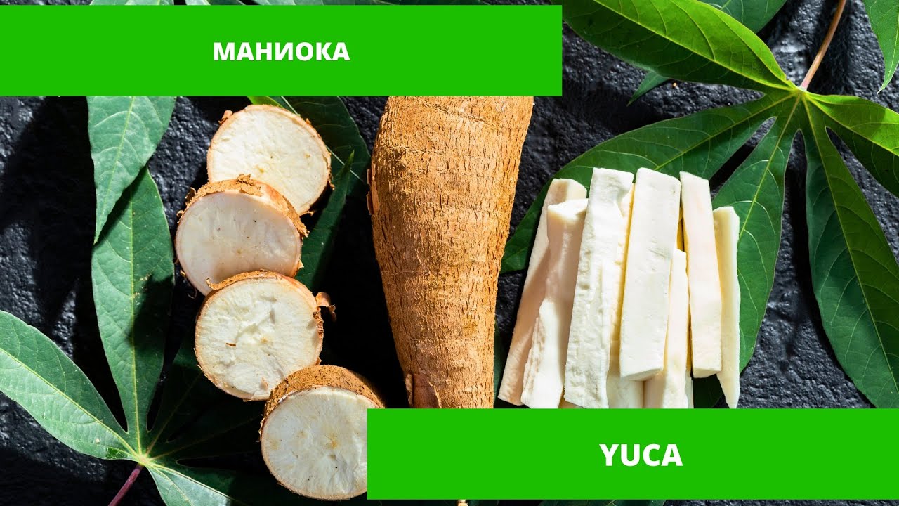 Корень юки (маниока). Как выбрать. Польза и вред юки.