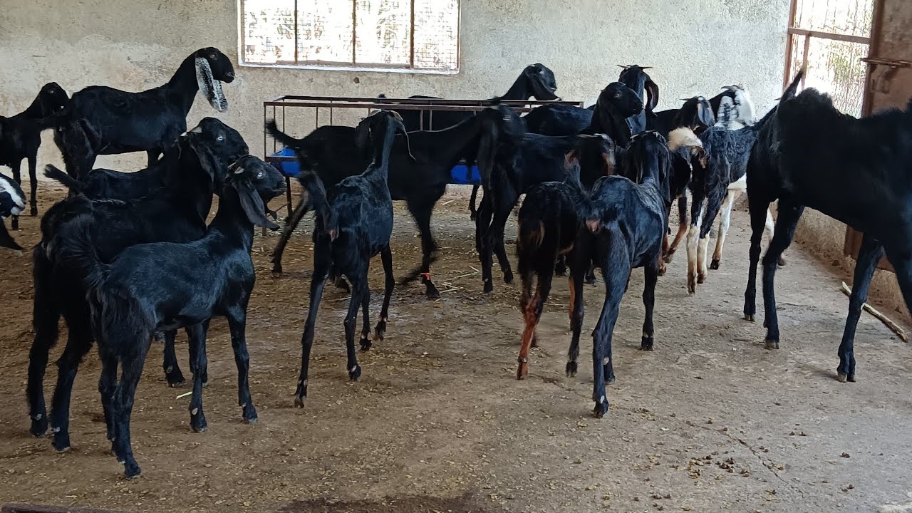 Sardar goat farm MS Agro Farm  is live!