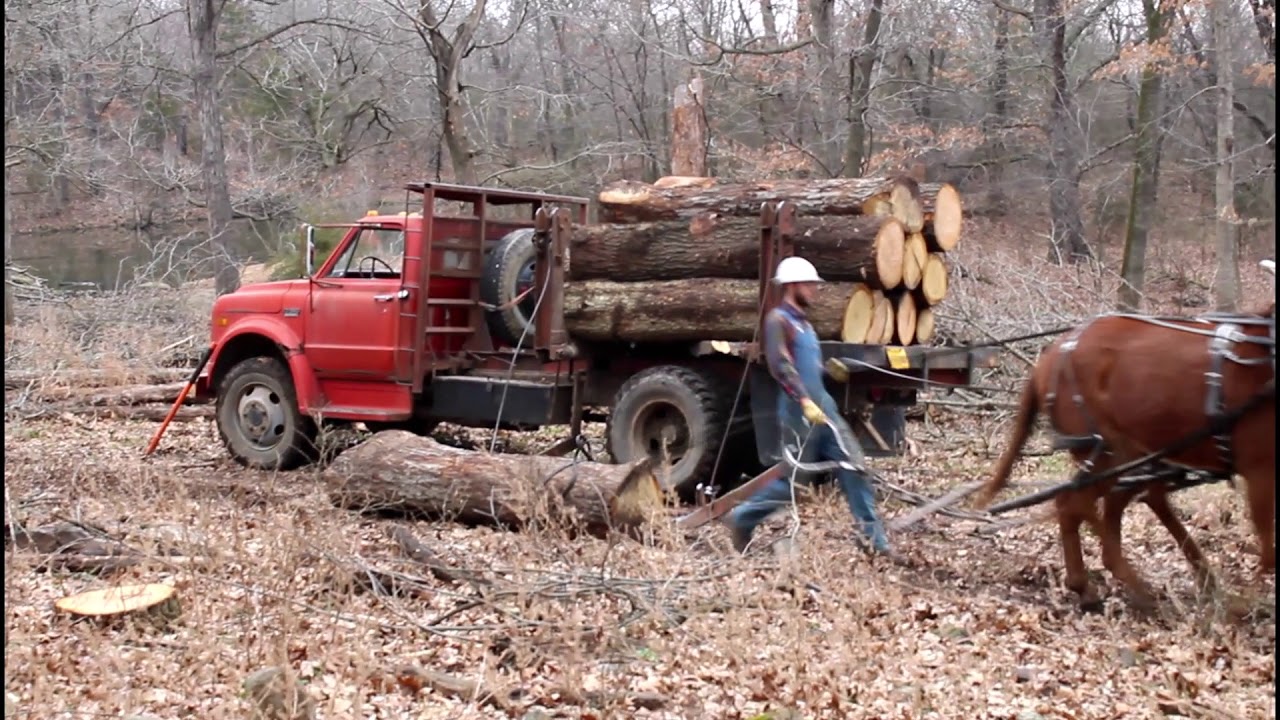 Mule Logging in Arkansas