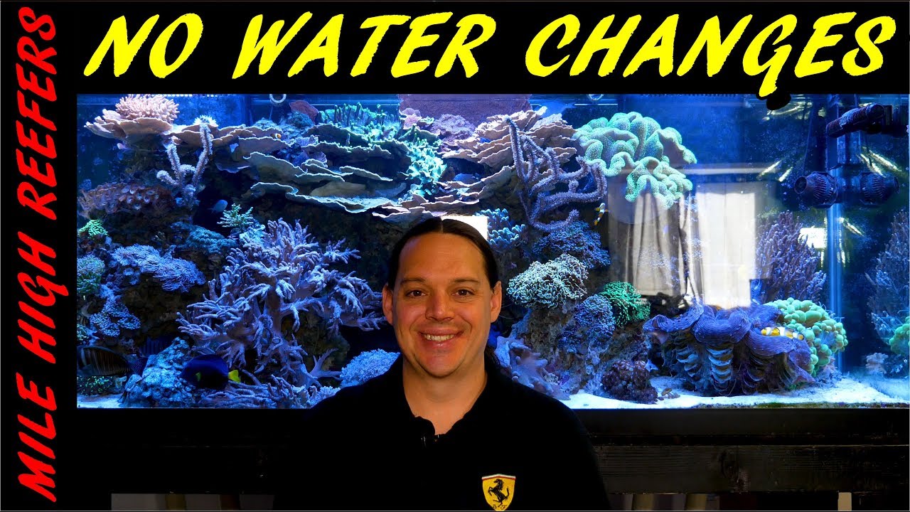 Why I don't do water changes on my reef tank