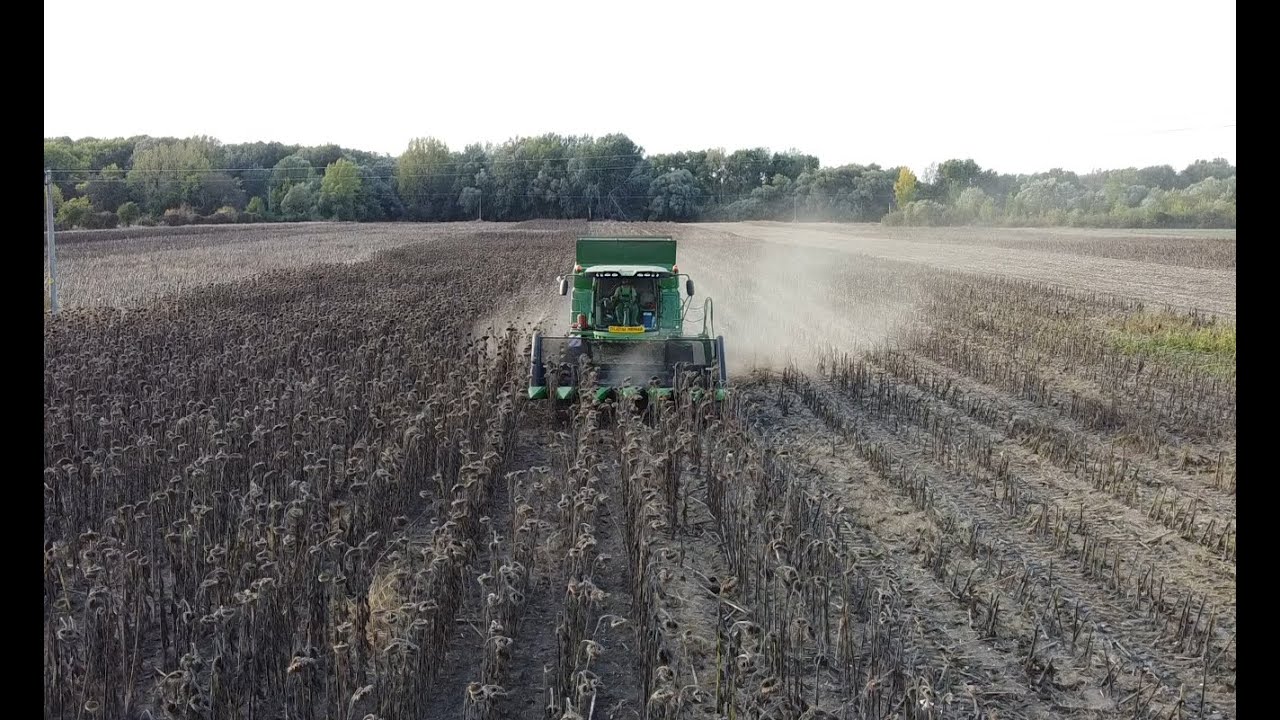 Napraforgo atratás - Sunflower harvest
