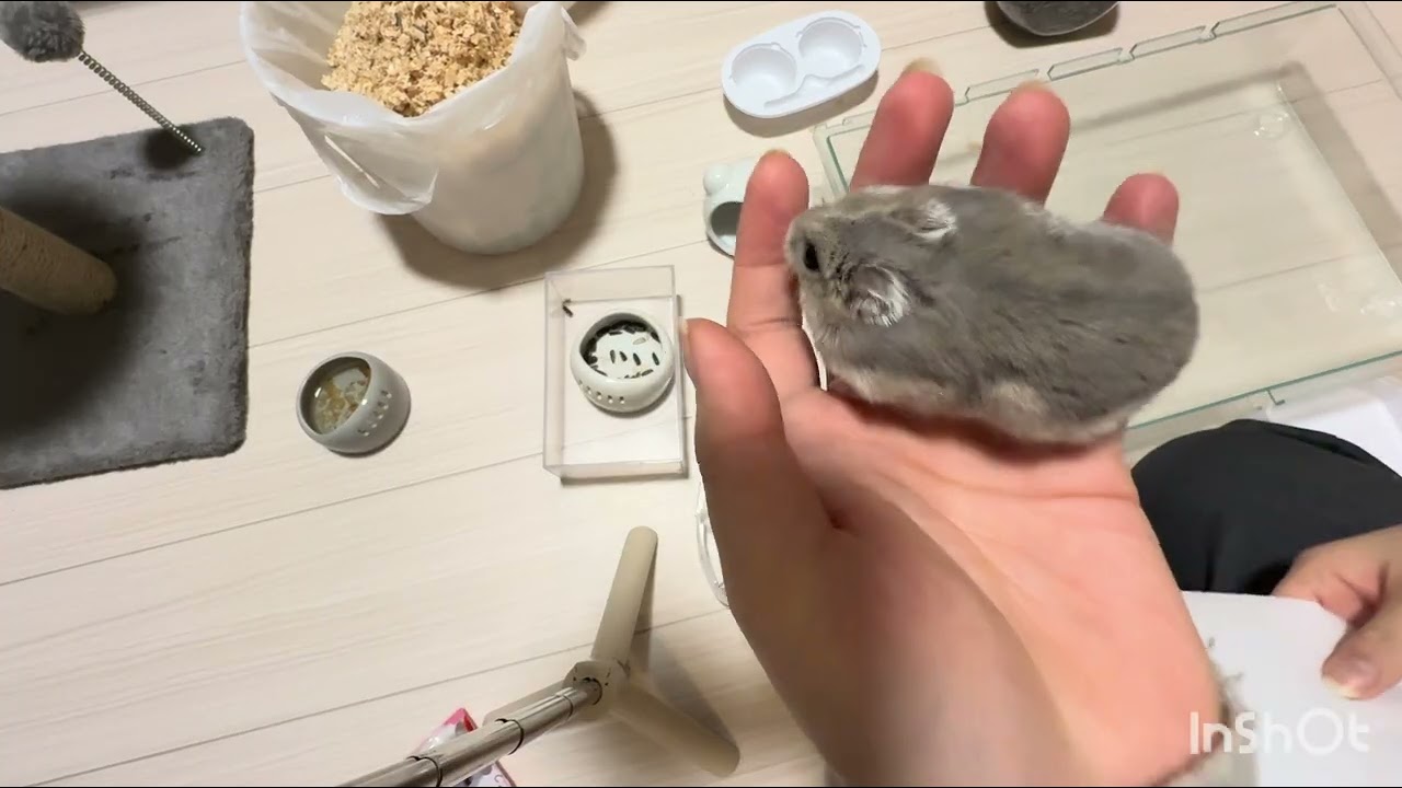 ごまちゃんおうちそうじするよ🧹