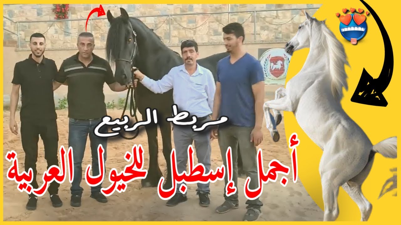 اجمل اسطبل للخيول العربية مربط الربيع بلدة ترمسعيا مع جمال العمواسي