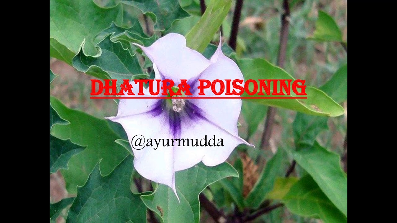 Dhatura Poisoning || Agadtantra || Ayurveda || Toxicology || BAMS