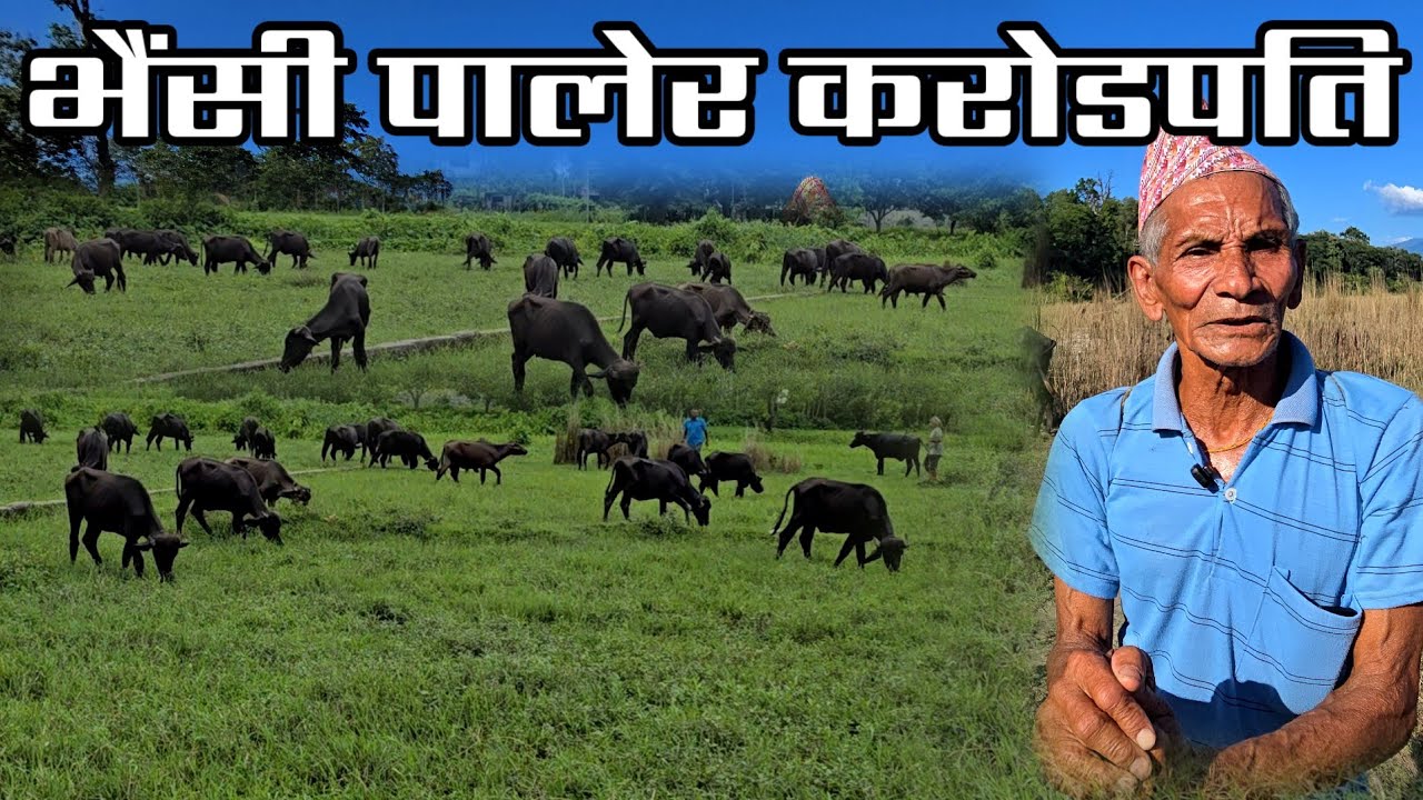 5 हजार लगानी गरेर करोड कमाएका 68 बर्से सुवेदी बुबा,village buffelo farming