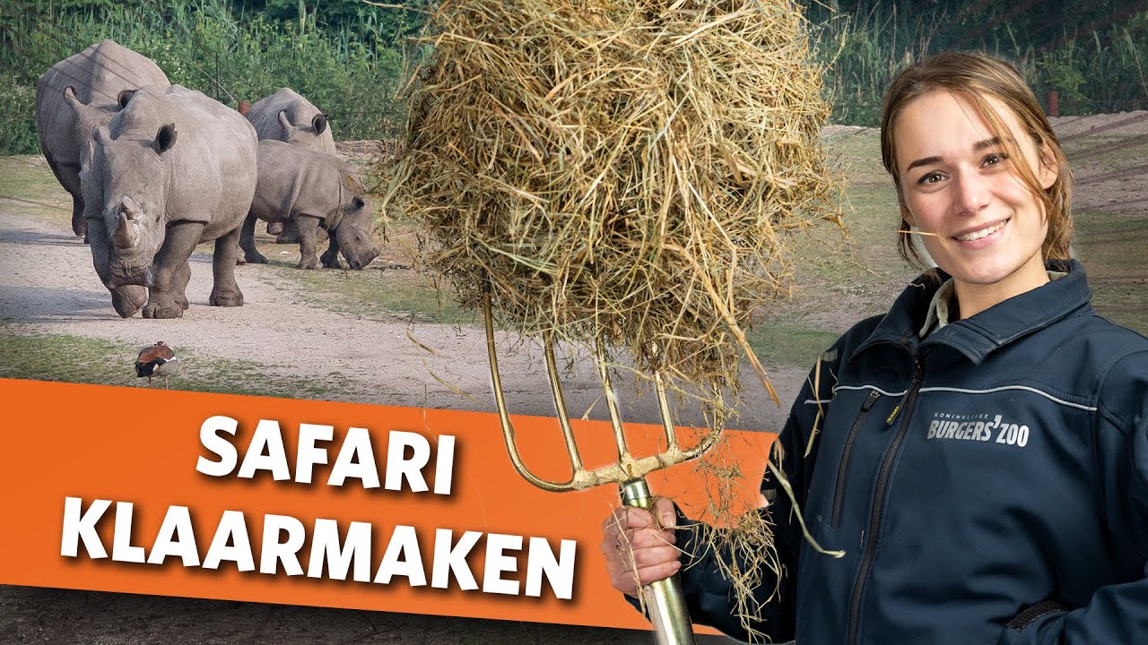 Alle Safari dieren voeren voor openingstijd 🦏🦒🦓  | Videoranger