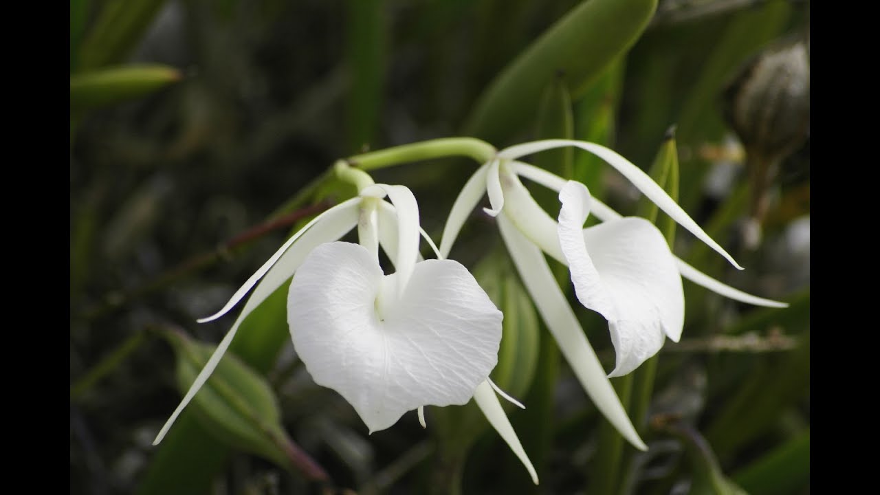 conociendo al género brassavola