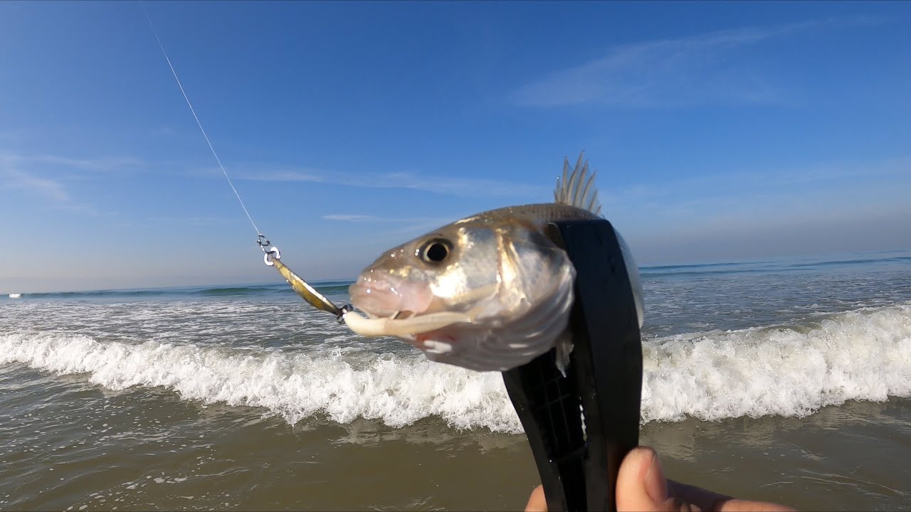 דייג לברקים מהחוף| תחילת עונת הלברקים fishing seabass beach 2021