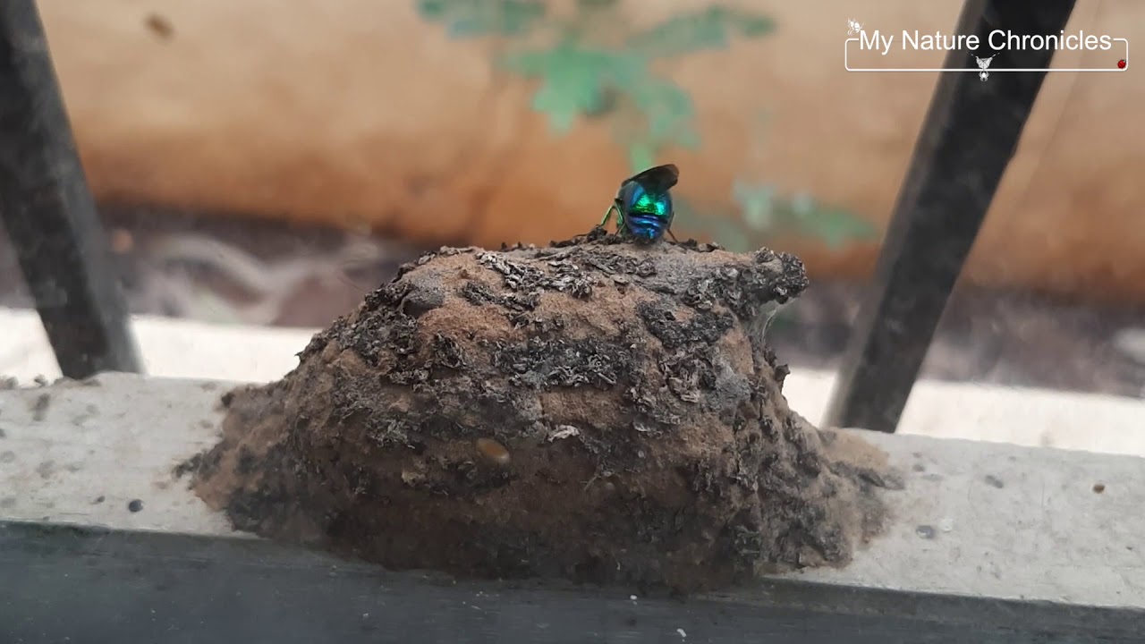 Tale of Two Wasps; the Potter Wasp and the Cuckoo Wasp