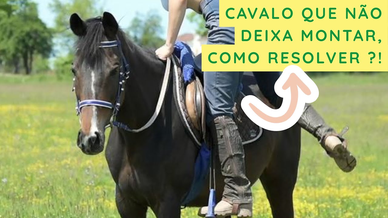 Cavalo que não deixa montar, o que fazer ?!