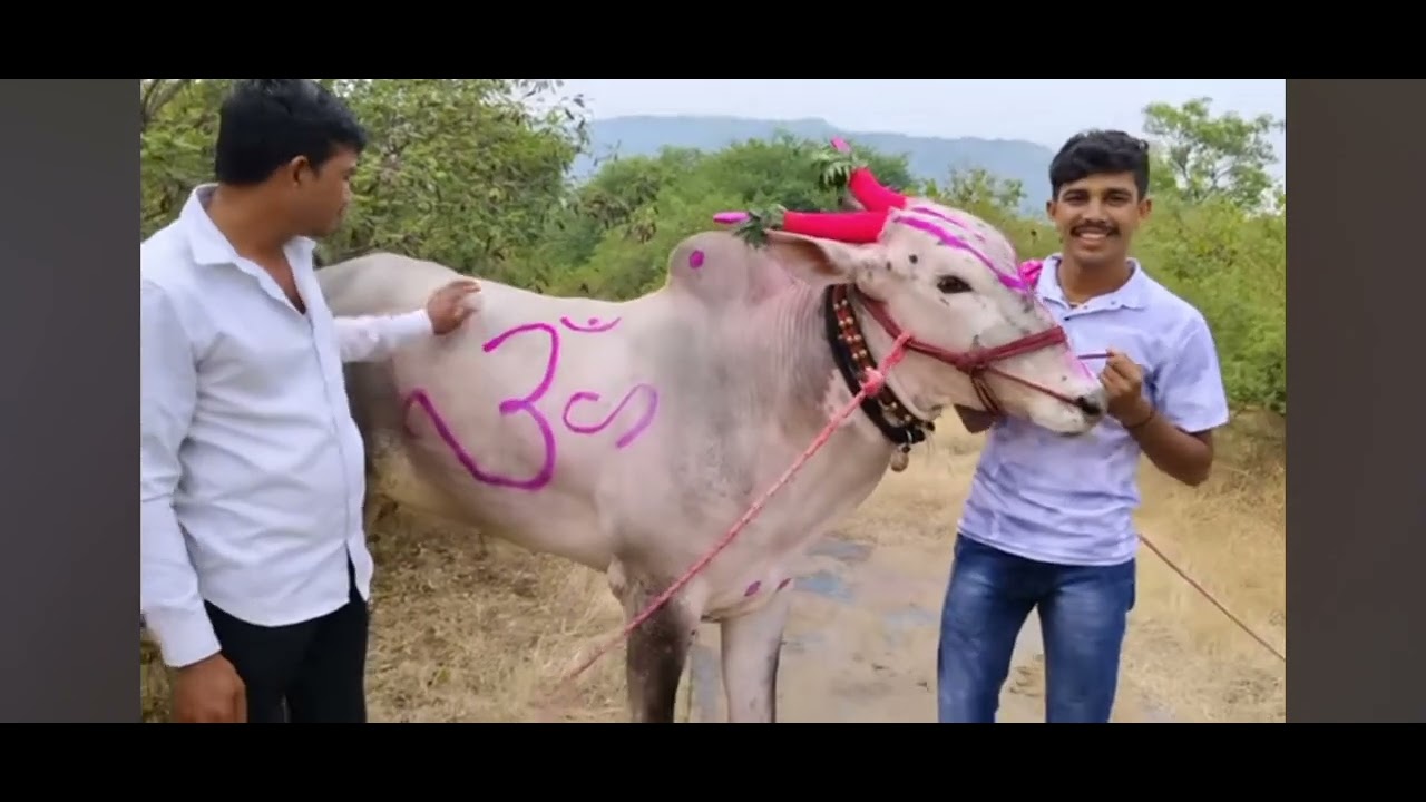 महाराज आणि बकासुर, महाराज बैलाच्या मालकाची मुलाखत ,नाद एकच बैलगाडा शर्यत, अष्टक बकासुर देव,