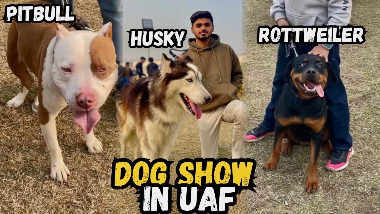 Dog Show In University Of Agriculture Faisalabad|Dog Competition In UAF|Vlog#192