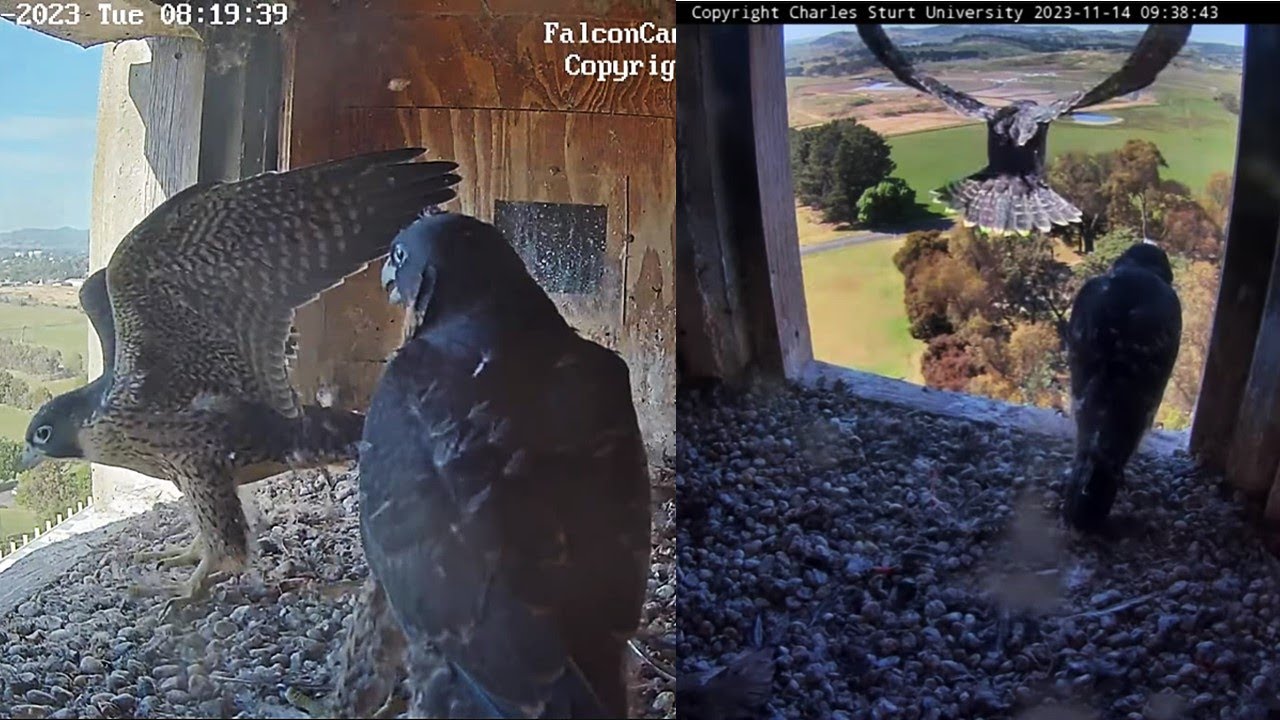 FalconCam Project, Orange NSW: Marri & Barru fledge ~ highlights of the momentous day 🎉🎉 2023 Nov 14