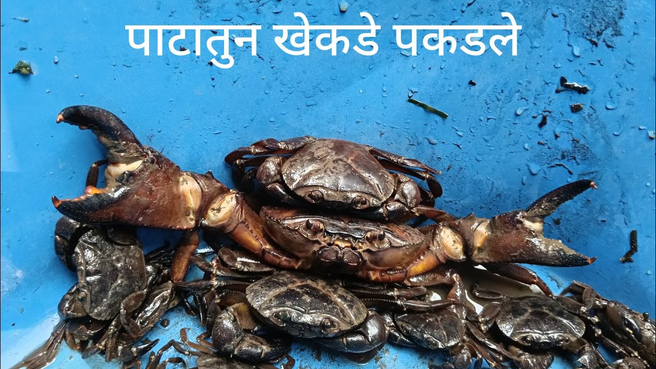 CRAB पाटातुन पकडले.