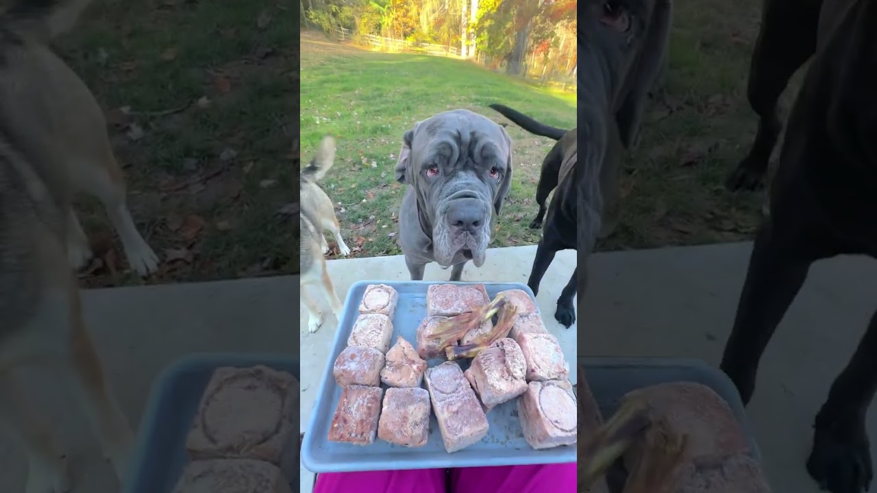 Feeding my 4 dogs venison patties 🦌🥩🐾 Huntaway Raw Dog Food #rawpetfood #rawdietfordogs