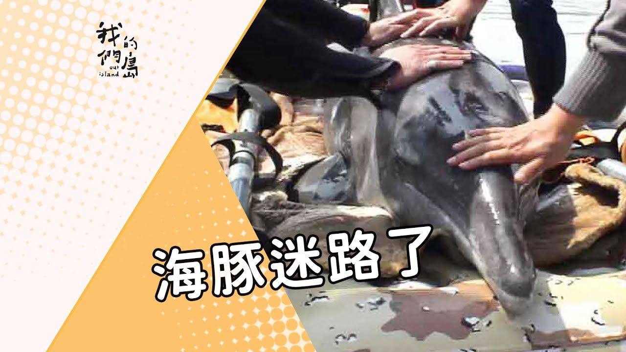 【鯨豚救援】海豚迷路了｜護送迷路海豚回大海 (我們的島 第246集 2004-03-22)