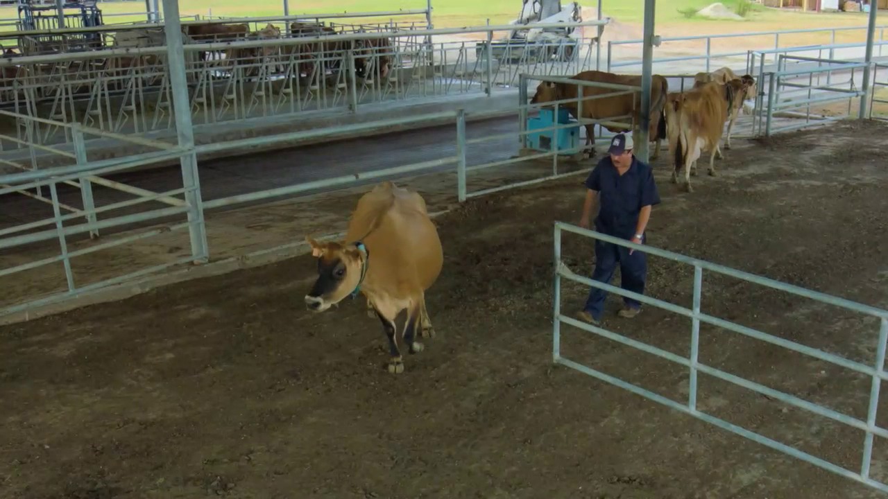 Natural Behavior in Dairy Cattle