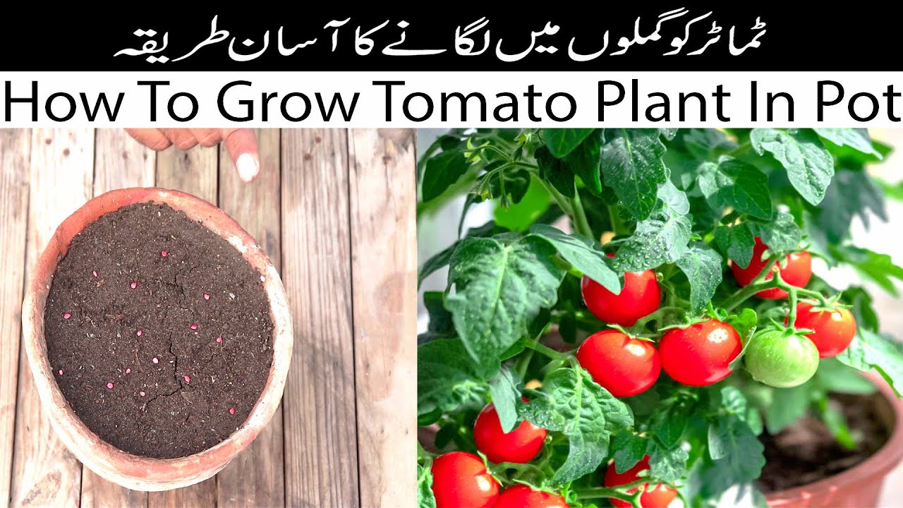 How To Grow Tomato 🍅 Plant From Seeds In Pot | Tamator ko Kaise Grow Kiya Jata hai.