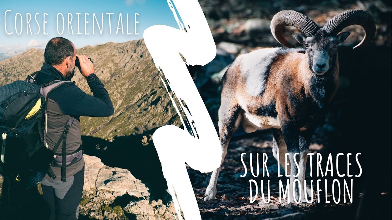 Sur les traces du mouflon en Corse orientale