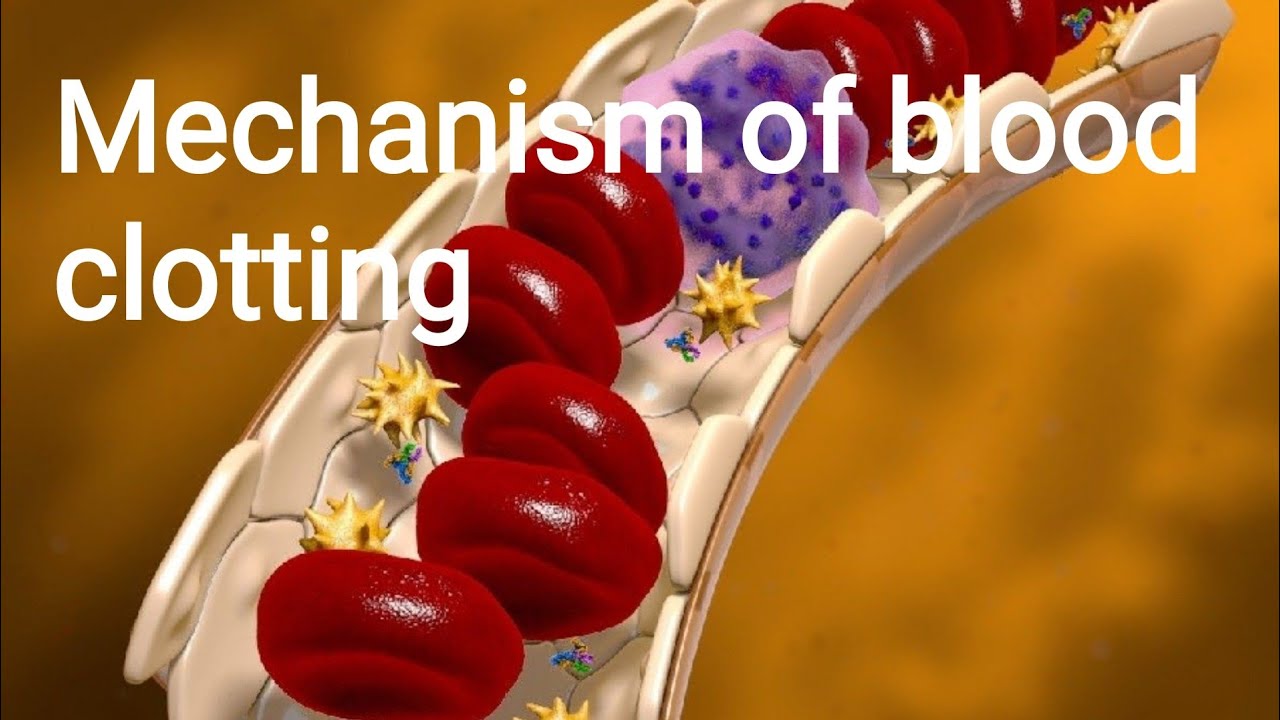 #MechanismOfBloodCoagulation #BloodClottingfactors #thrombosis #fibrinolysis