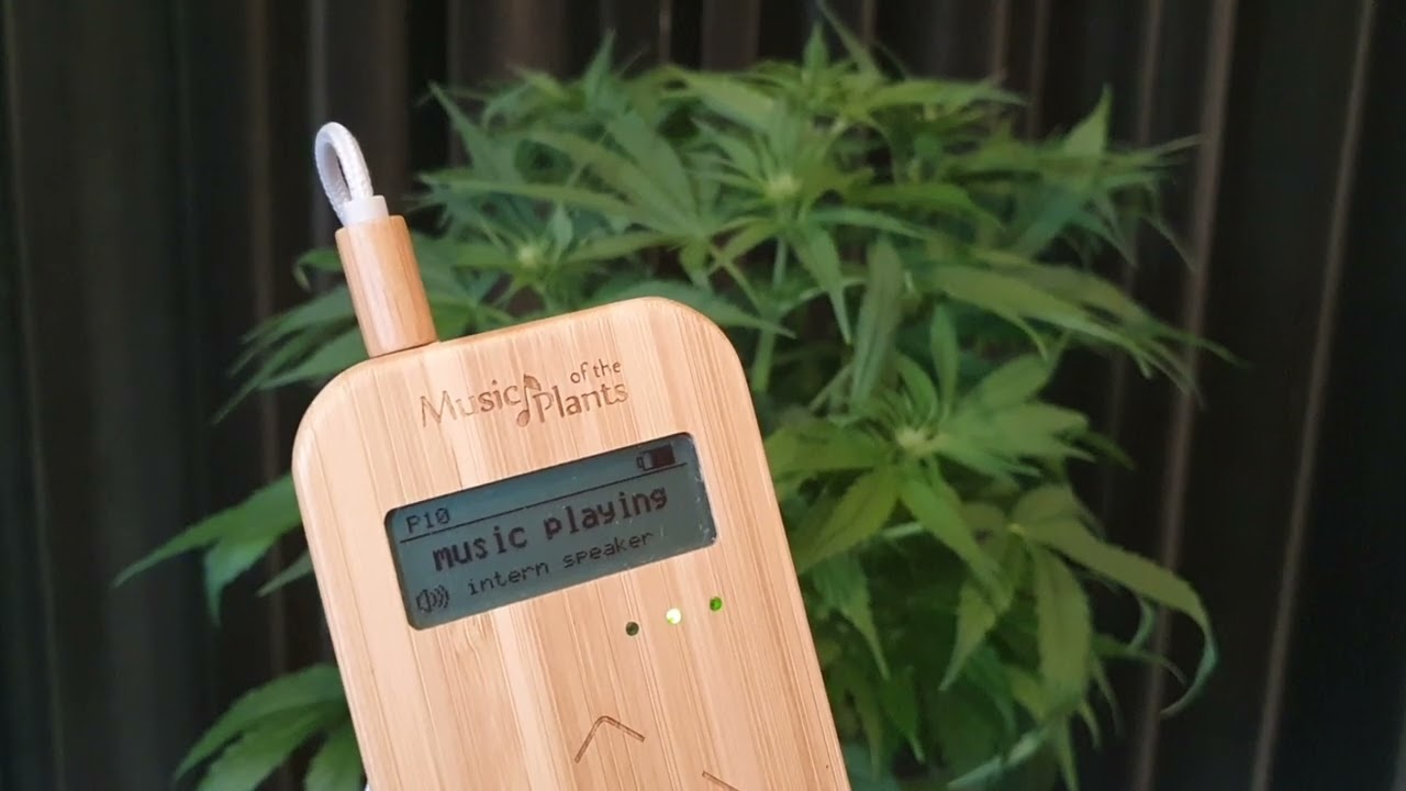15 minute cannabis meditation with Music of the Plants device