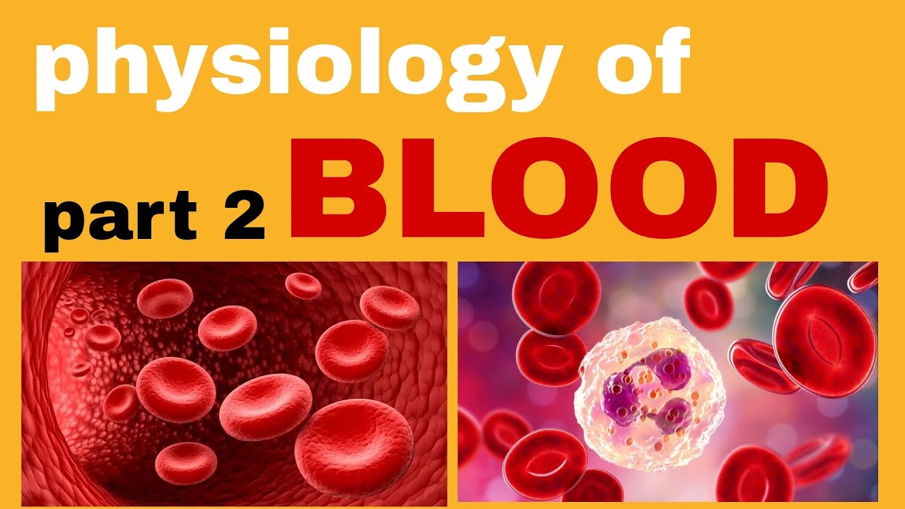 physiology of the blood || شرح فسيولوجيا الدم part 2