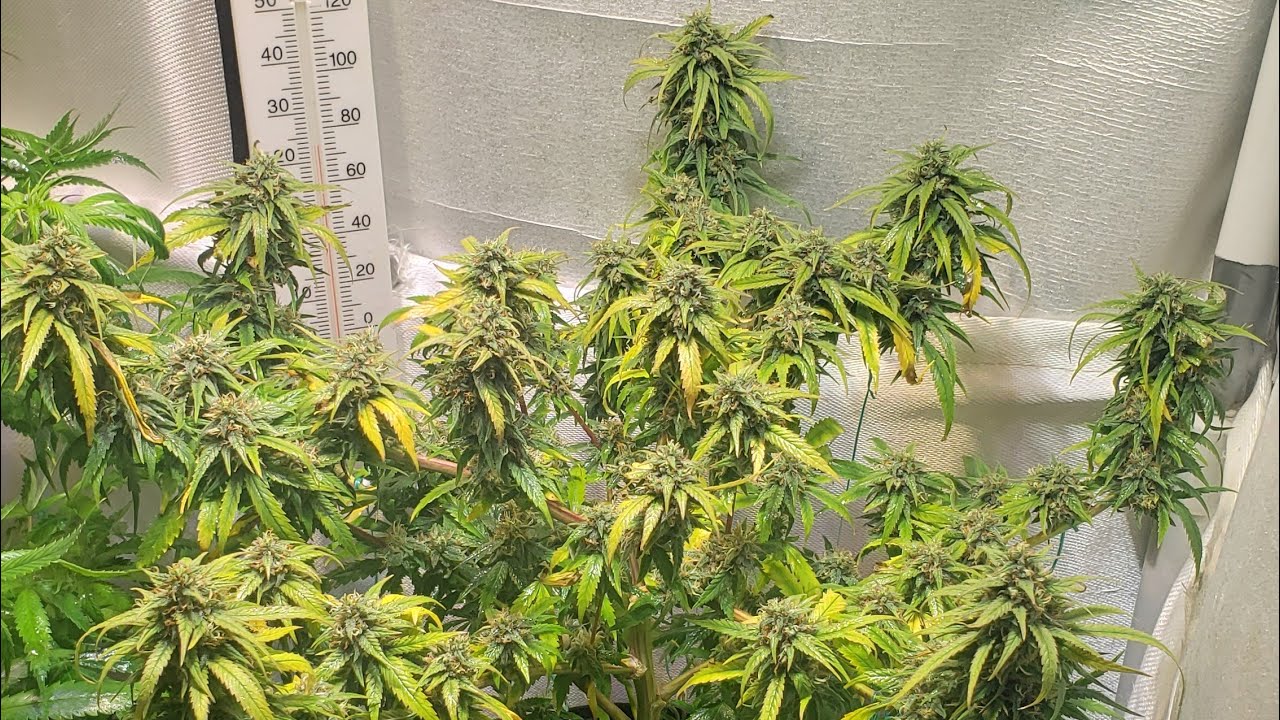 420 Garden, StickyBuds Indoor Grow, Banana Kush, Strawberry Amnesia