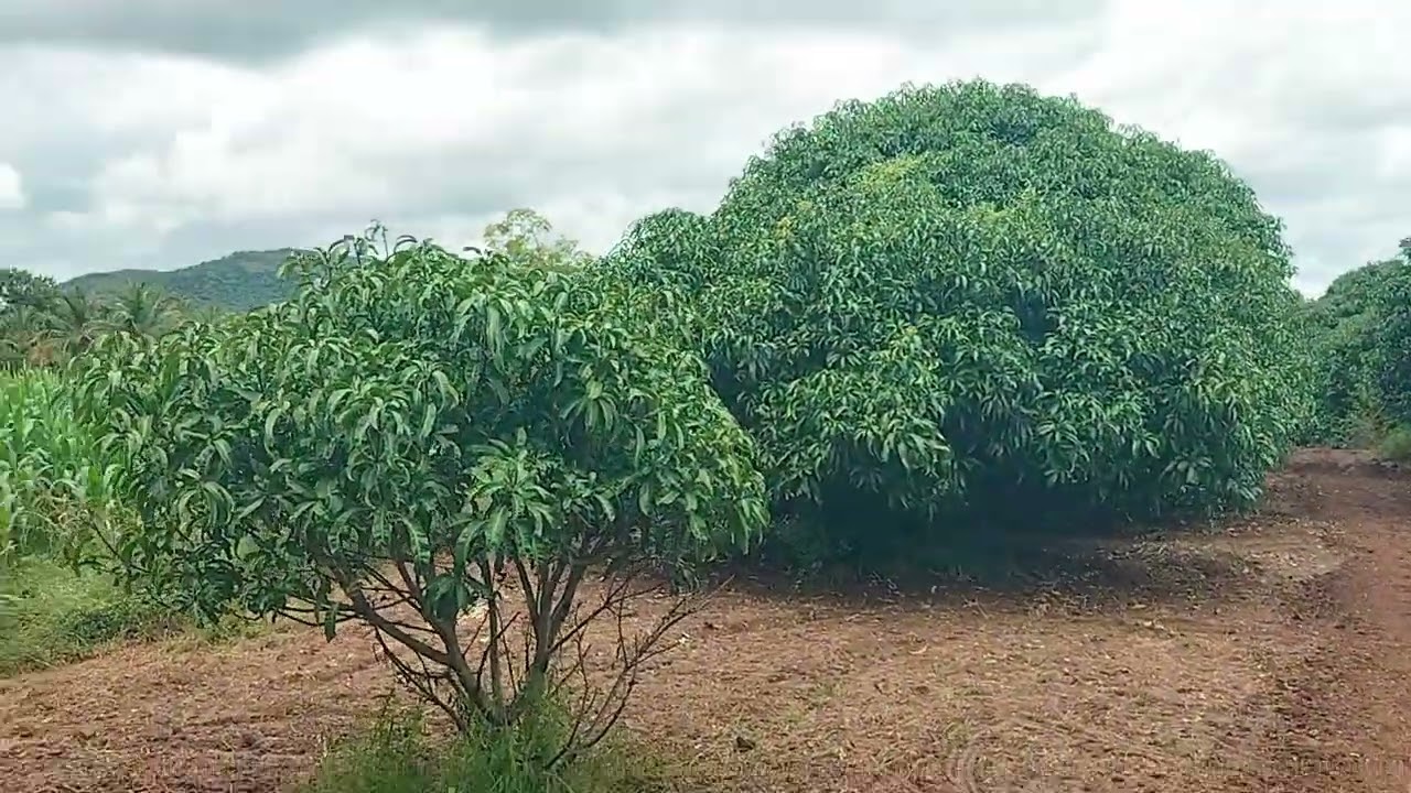 70 gunt mango farm land for sale ph 8971607967.