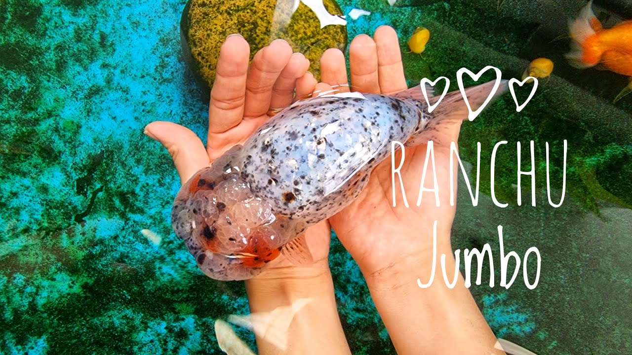Fish 85: Show lô ranchu Jumbo made in Vietnam | To nhất mà mình từng nhập
