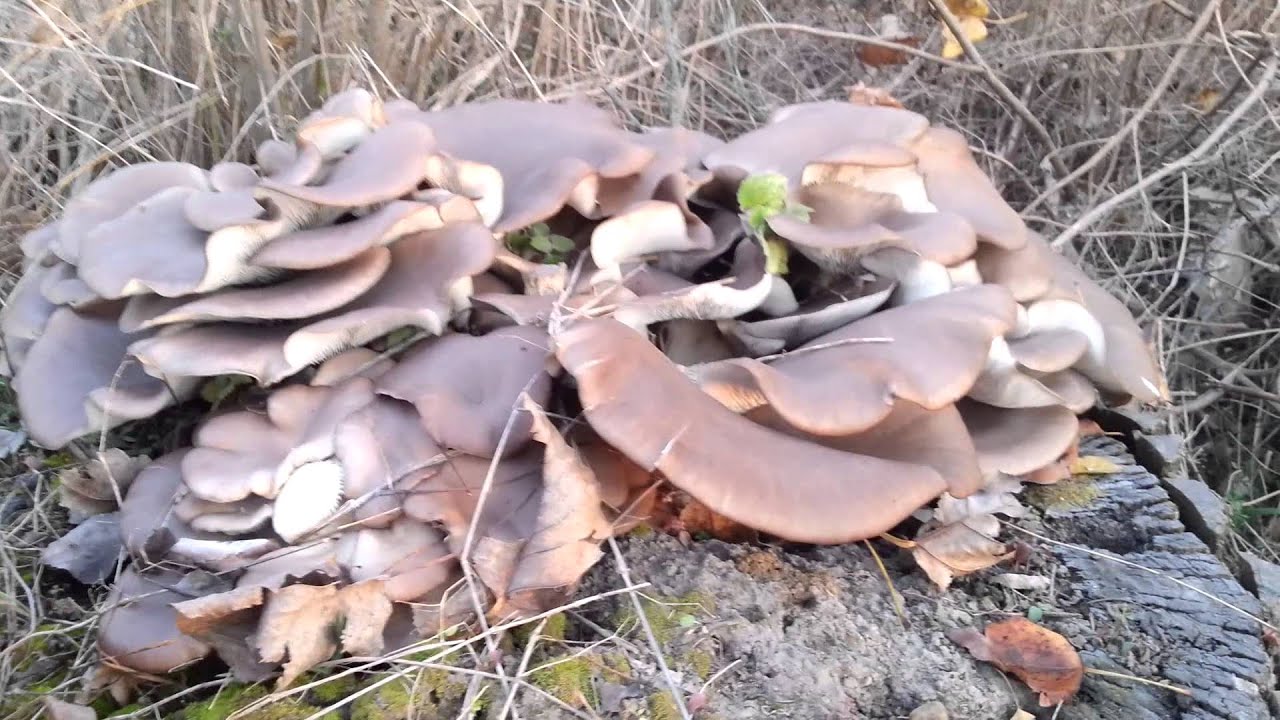 Pecurka bukovaca Pleurotus ostreatus