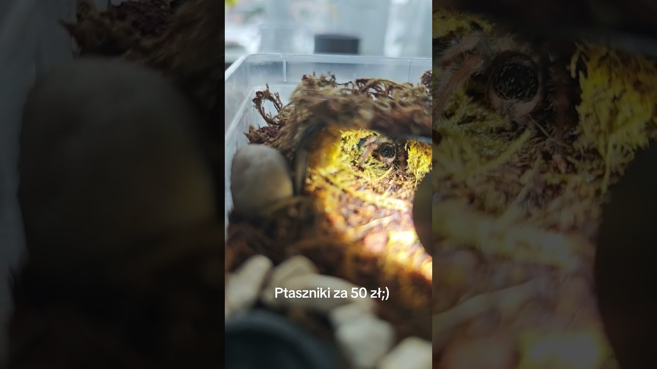Ptaszniki za 50 zł dla z tego co mam